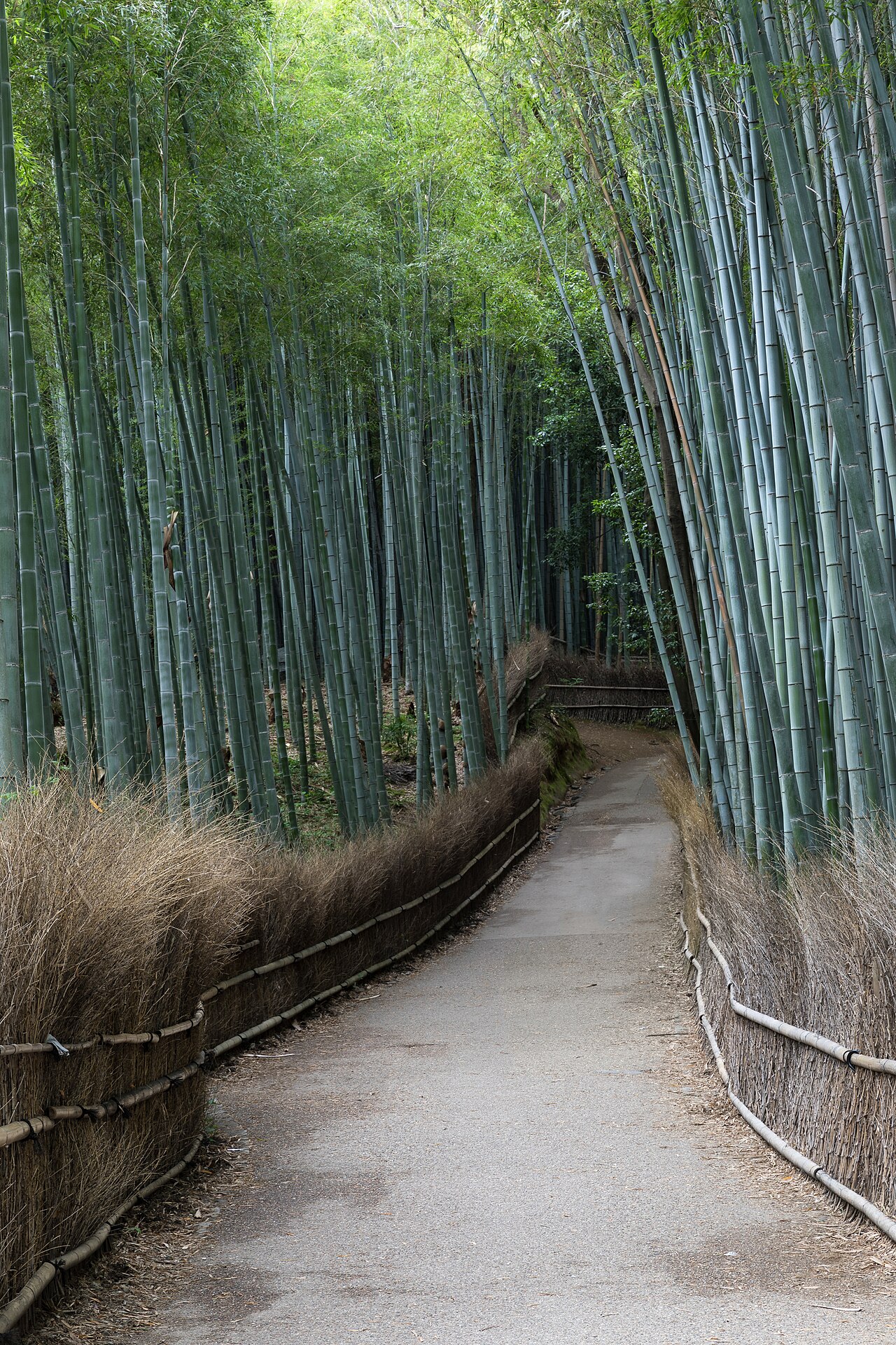 Arashiyama Bamboo Forest