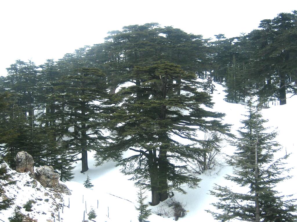Cedars of God Bsharri
