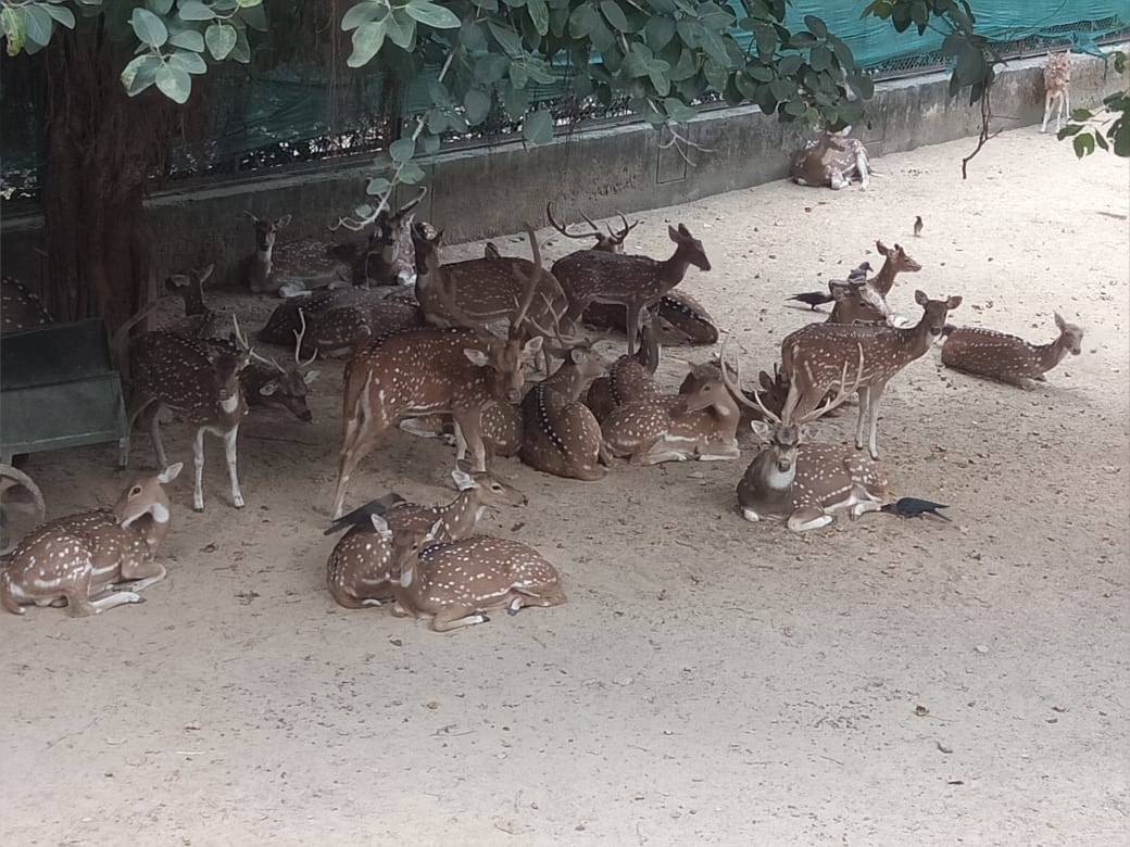 Deer Park Delhi