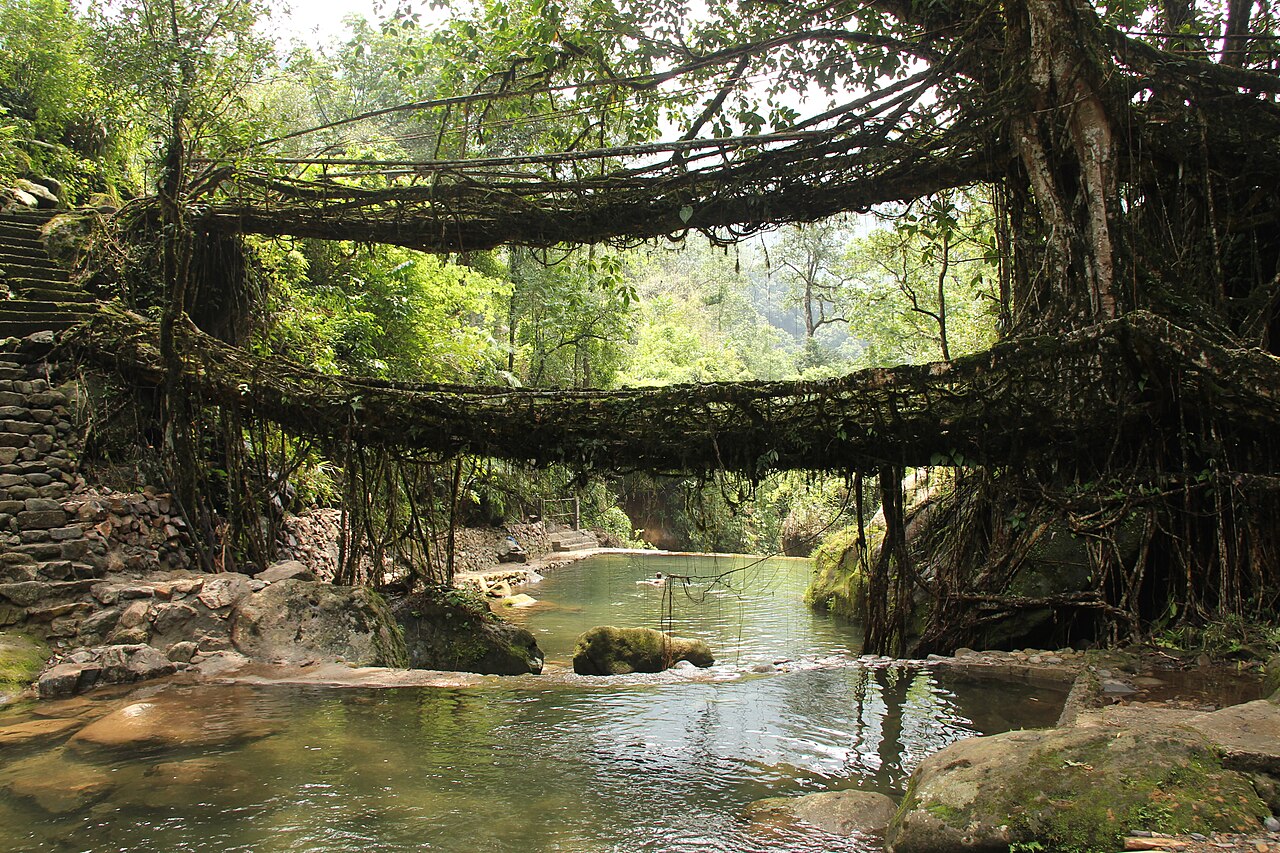 Double Decker Living Root Bridge