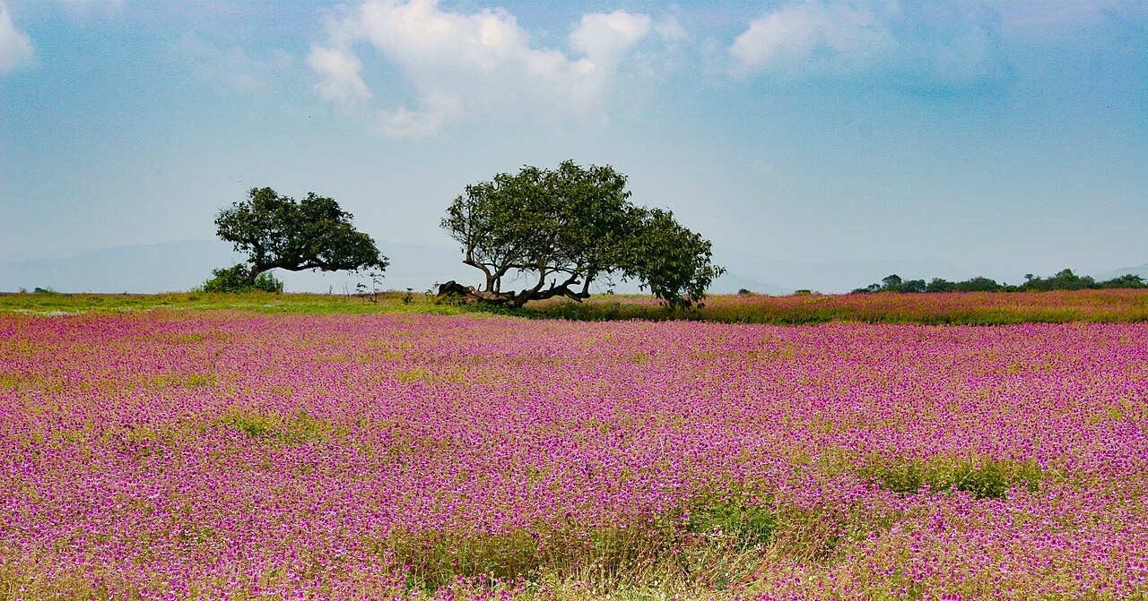 Kaas plateau