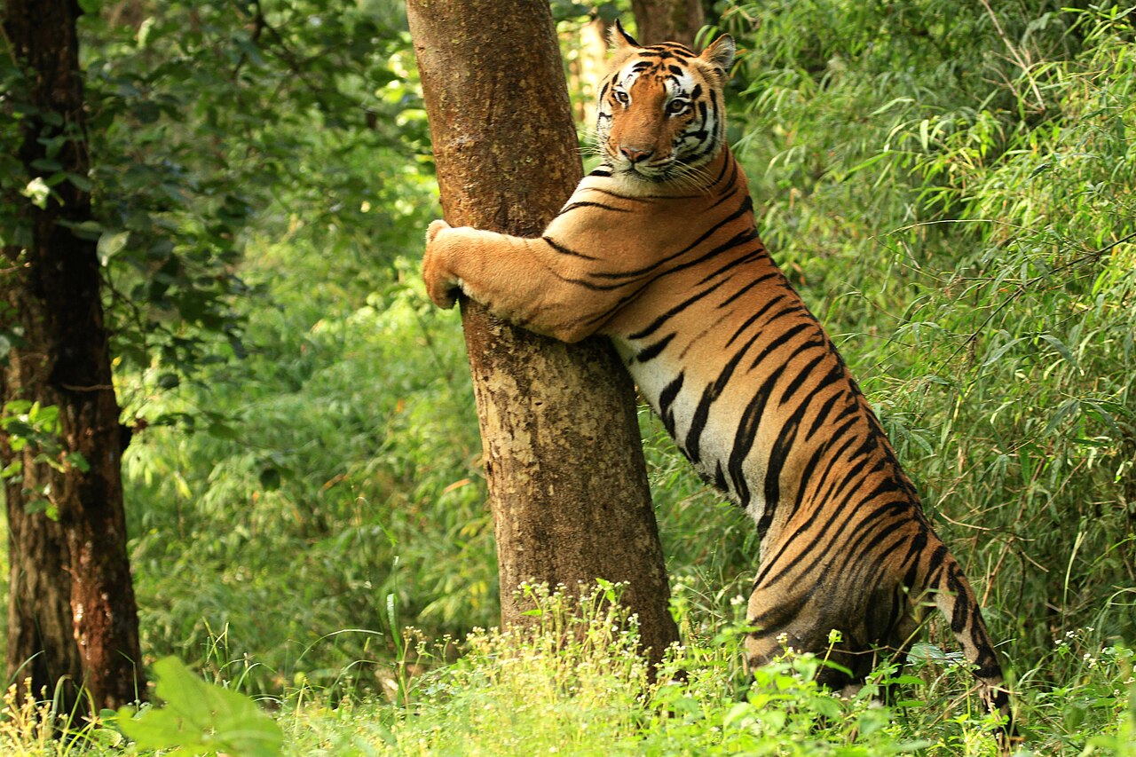 Kanha Tiger Reserve