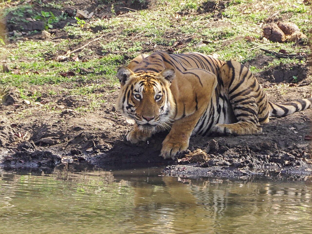 Mudumalai Tiger Reserve