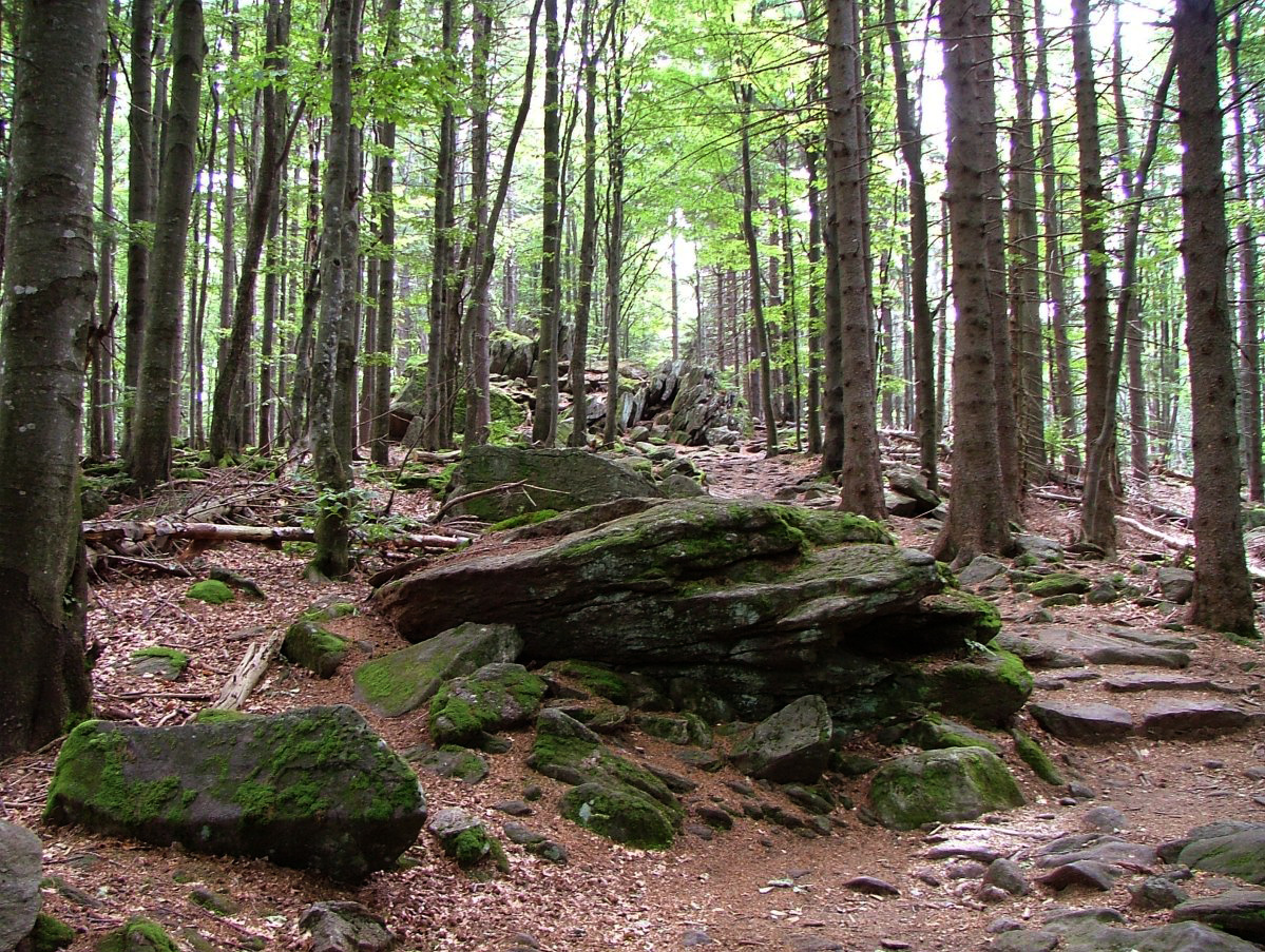 Nationalpark Bayerischer Wald