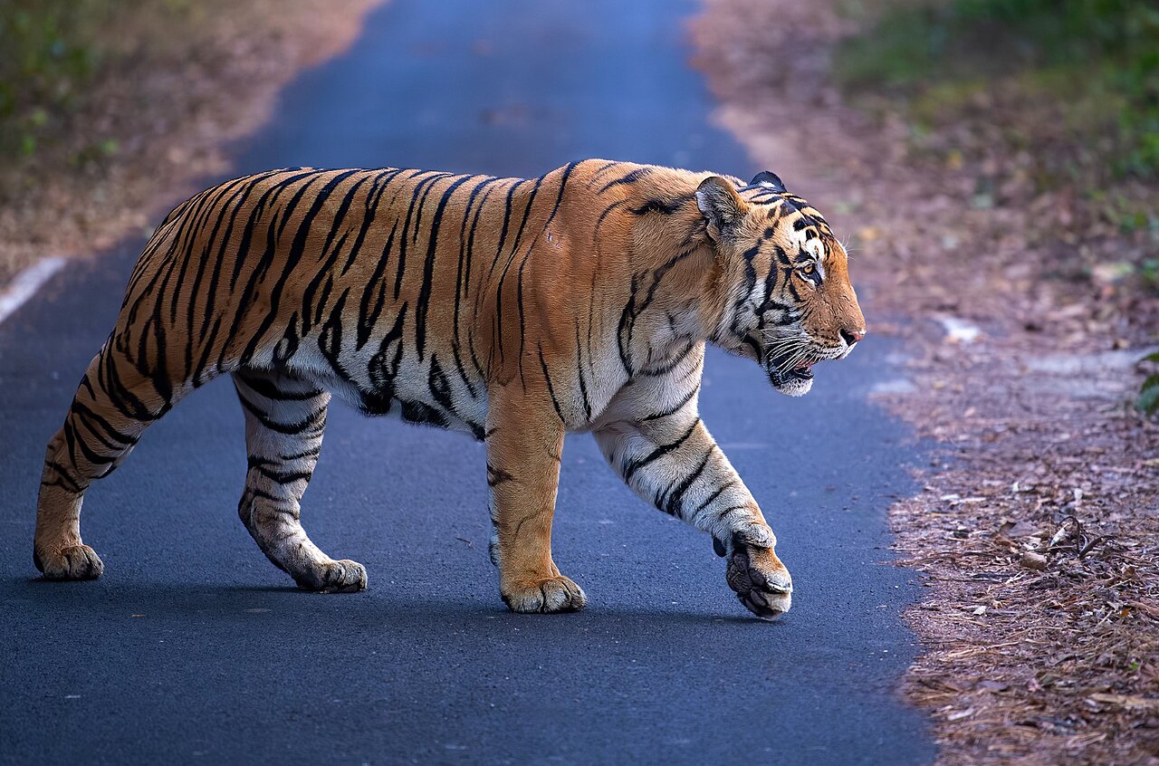 Valmiki Tiger Reserve