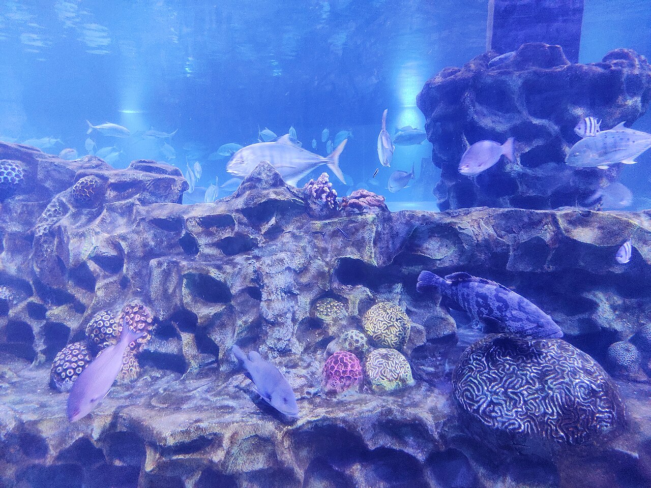 VGP Marine Kingdom